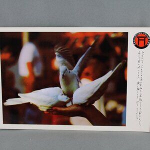 Vintage Postcard - Japanese Village Buena Park Dove Feeding - Continental Card